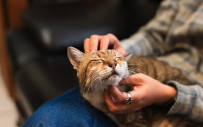 10 Instructions You Should Leave with Your Pet Guardian